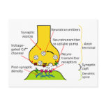 How Nerve Signals Are Sent With Synapses Diagram