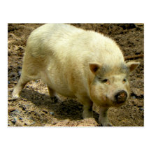 Howdy Hog Post Card