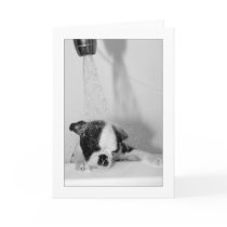 Howie in the Bath Cards