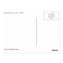 Howler Monkey, Belize Post Cards