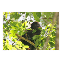 Howler Monkey Picture Photo Art