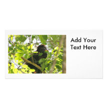 Howler Monkey Picture Photo Cards