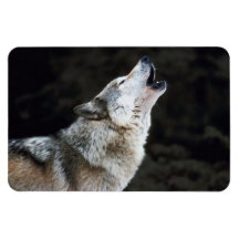 Howling Grey  Wolf Photograph Primium Magnet