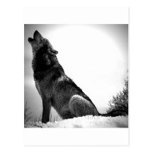 Howling Wolf in Snow Post Card