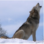 Howling Wolf Photo Cut Out