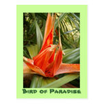 HPIM3047, Bird of Paradise Postcards