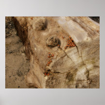 HPIM6265 PRINT