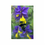 Huge Bumblebee On The Flower Acrylic Cut Outs