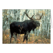 Huge Moose Card