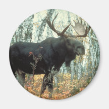 Huge Moose Fridge Magnets