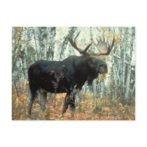 Huge Moose Post Card