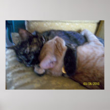 Hugging Kitties Large Poster