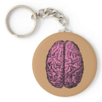 Human Anatomy Brain
