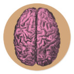 Human Anatomy Brain