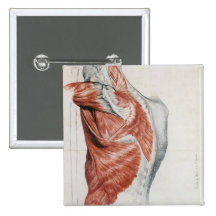Human Anatomy; Muscles of the Torso and Shoulder Pins
