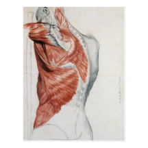 Human Anatomy; Muscles of the Torso and Shoulder Postcard