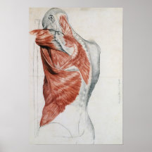Human Anatomy; Muscles of the Torso and Shoulder Posters