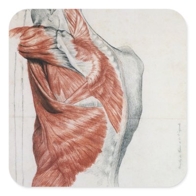 Shoulder Muscles Anatomy