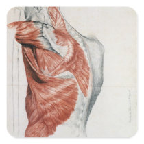 Human Anatomy; Muscles of the Torso and Shoulder Square Stickers