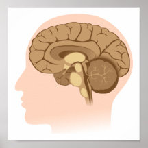 Human Brain Anatomy Poster