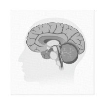 Human brain anatomy  stretched canvas print