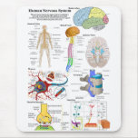 Human Brain and Central Nervous System Diagram Mouse Pads