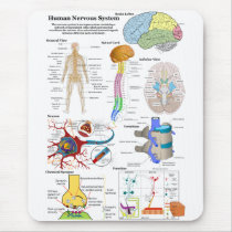 Human Brain and Central Nervous System Diagram Mouse Pads