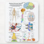 Human Brain and Central Nervous System Diagram Mouse Pads