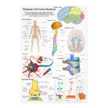 Human Brain and Central Nervous System Diagram photography