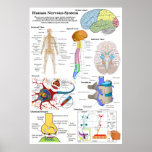 Human Brain and Central Nervous System Diagram Poster