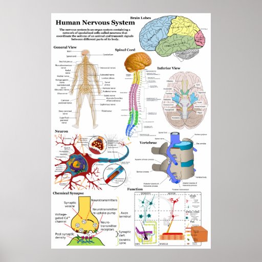Human Brain and Central Nervous System Diagram Poster
