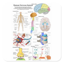 Human Brain and Central Nervous System Diagram Stickers
