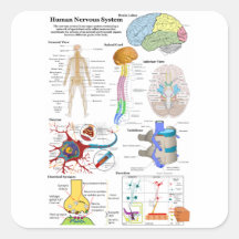 Human Brain and Central Nervous System Diagram Stickers