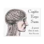 Human Brain Illustration Cogito Ergo Sum Postcards