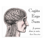 Human Brain Illustration Cogito Ergo Sum Postcards
