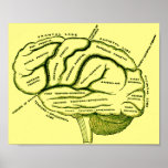 Human Brain Posters