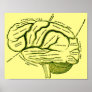 Human Brain Posters