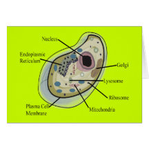 Human Cell Biology T-Shirts Greeting Cards