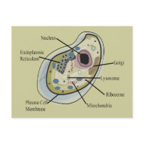 Human Cell Biology T-Shirts Postcard