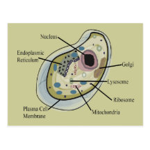 Human Cell Biology T-Shirts Postcard