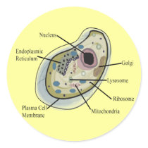 Human Cell Biology T-Shirts Stickers