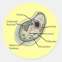 Human Cell Biology T-Shirts Stickers