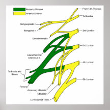 Human Central Nervous System Lumbar Plexus Diagram Posters
