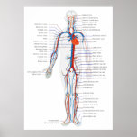 Human Circulatory System Anterior View Diagram Print