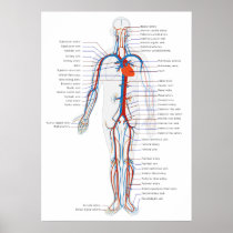 Human Circulatory System Anterior View Diagram Print