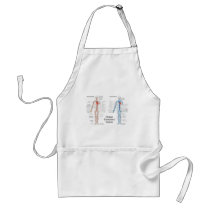 Human Circulatory System of Arteries and Veins Aprons