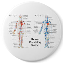 Human Circulatory System of Arteries and Veins Pinback Buttons