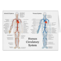 Human Circulatory System of Arteries and Veins Card
