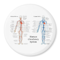 Human Circulatory System of Arteries and Veins Refrigerator Magnets