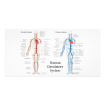 Human Circulatory System of Arteries and Veins Photo Card Template